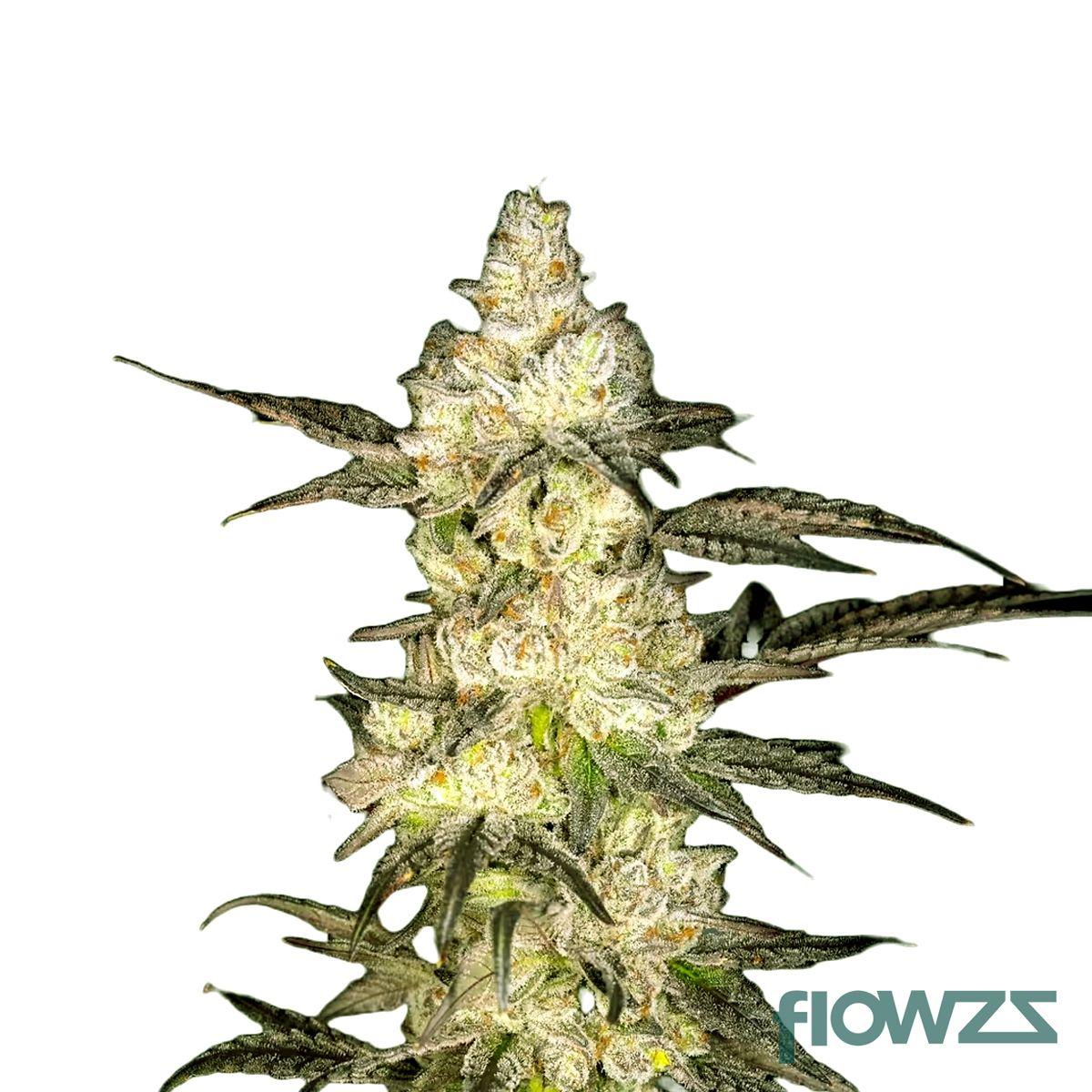 Oreoz Cannabis Strain - flowzz.com Preisvergleich