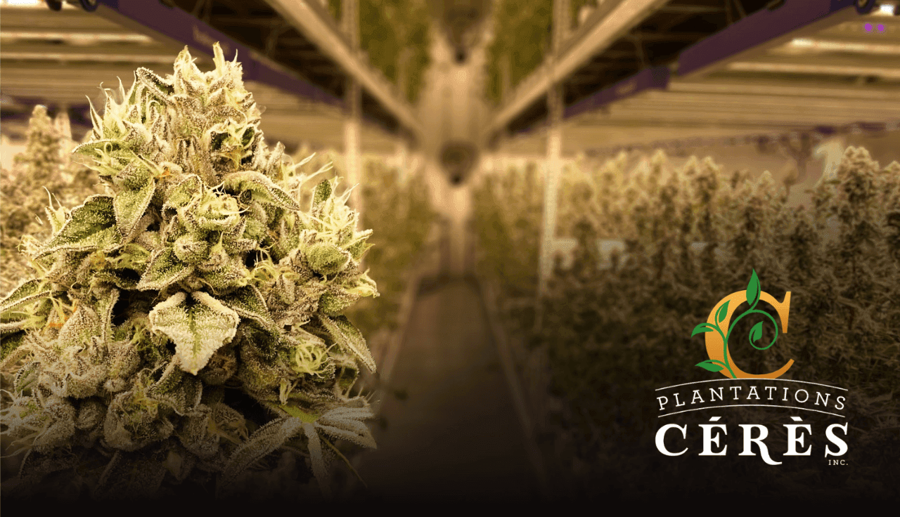 plantations-Ceres-craft-cannabis-aus-quebec