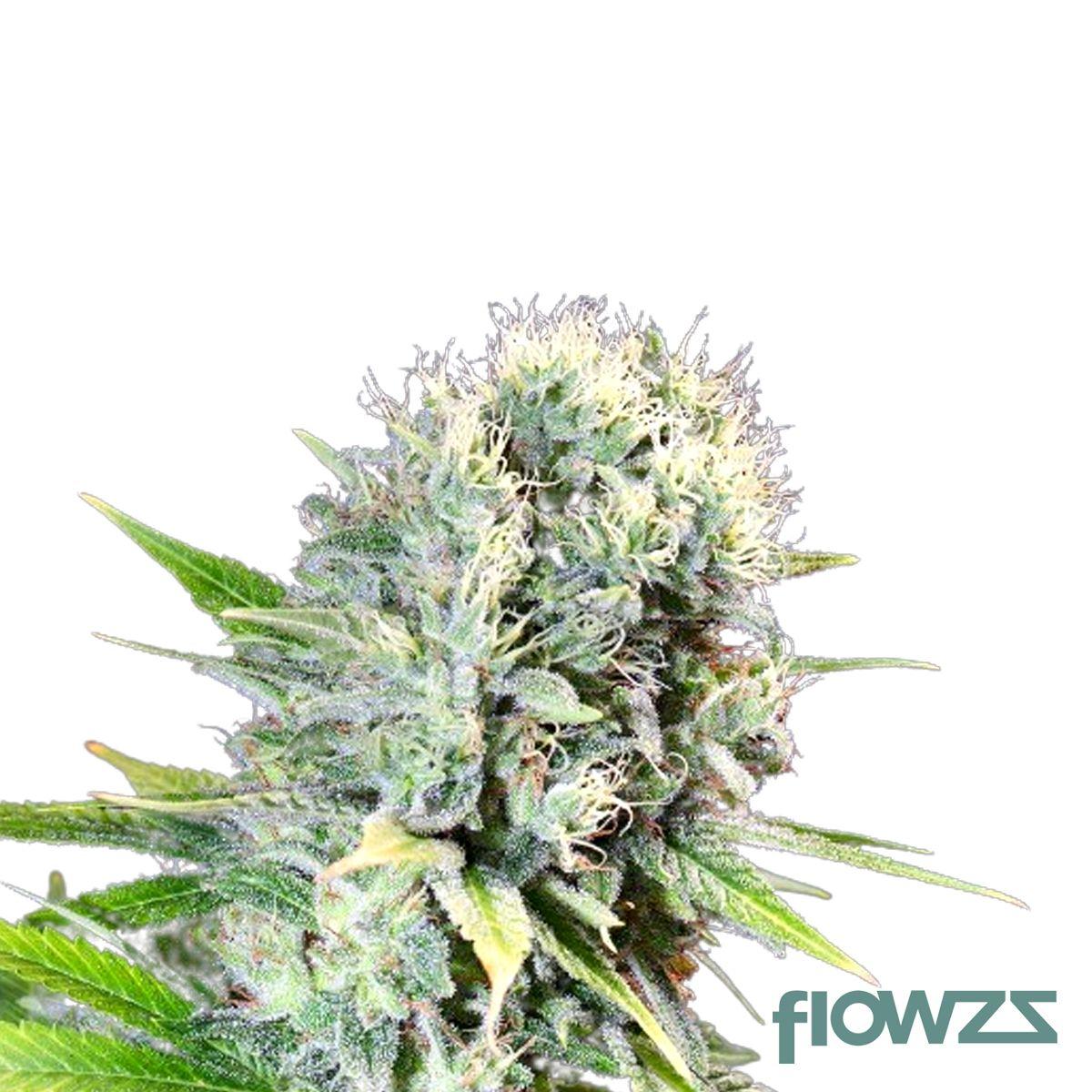 Wappa Cannabis Strain - flowzz.com Preisvergleich