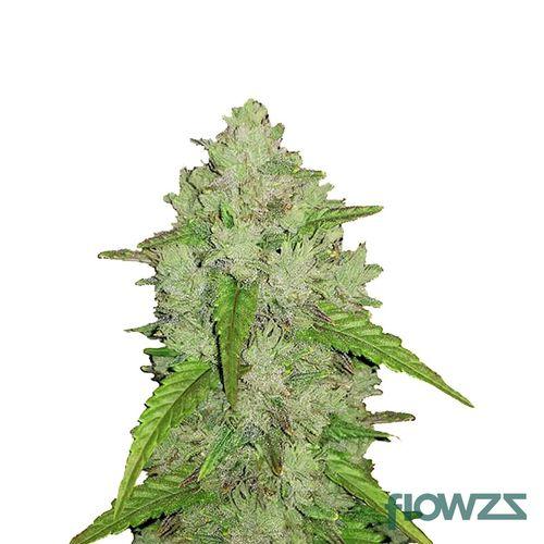 Amnesia Haze Cannabis Strain - flowzz.com Preisvergleich