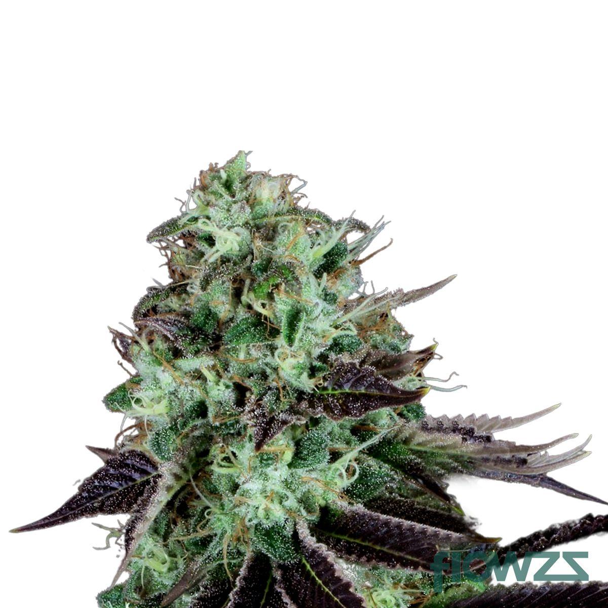Dark Star Cannabis Strain - flowzz.com Preisvergleich