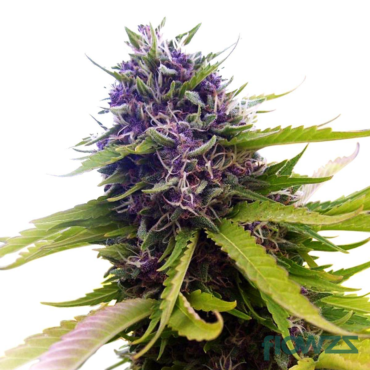 Blueberry Cannabis Strain - flowzz.com Preisvergleich