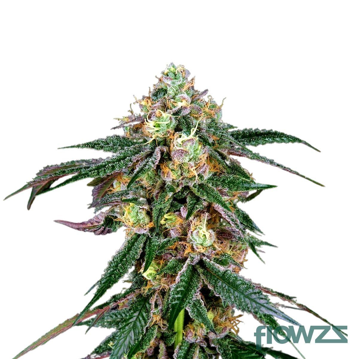 Midnight Cannabis Strain - flowzz.com Preisvergleich