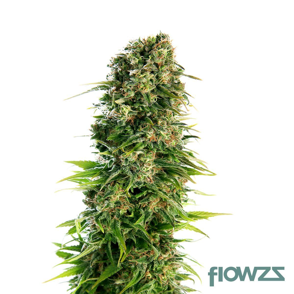 Kush Kush  Cannabis Strain - flowzz.com Preisvergleich