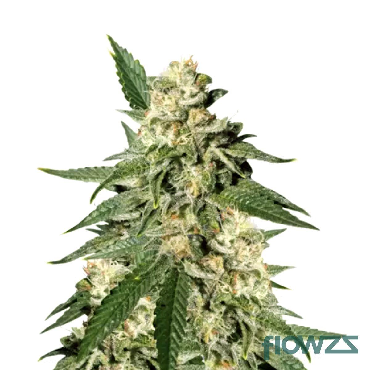 Pink Kush Cannabis Strain - flowzz.com Preisvergleich