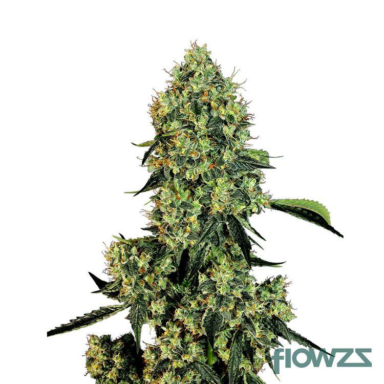 OG Kush Cannabis Strain - flowzz.com Preisvergleich