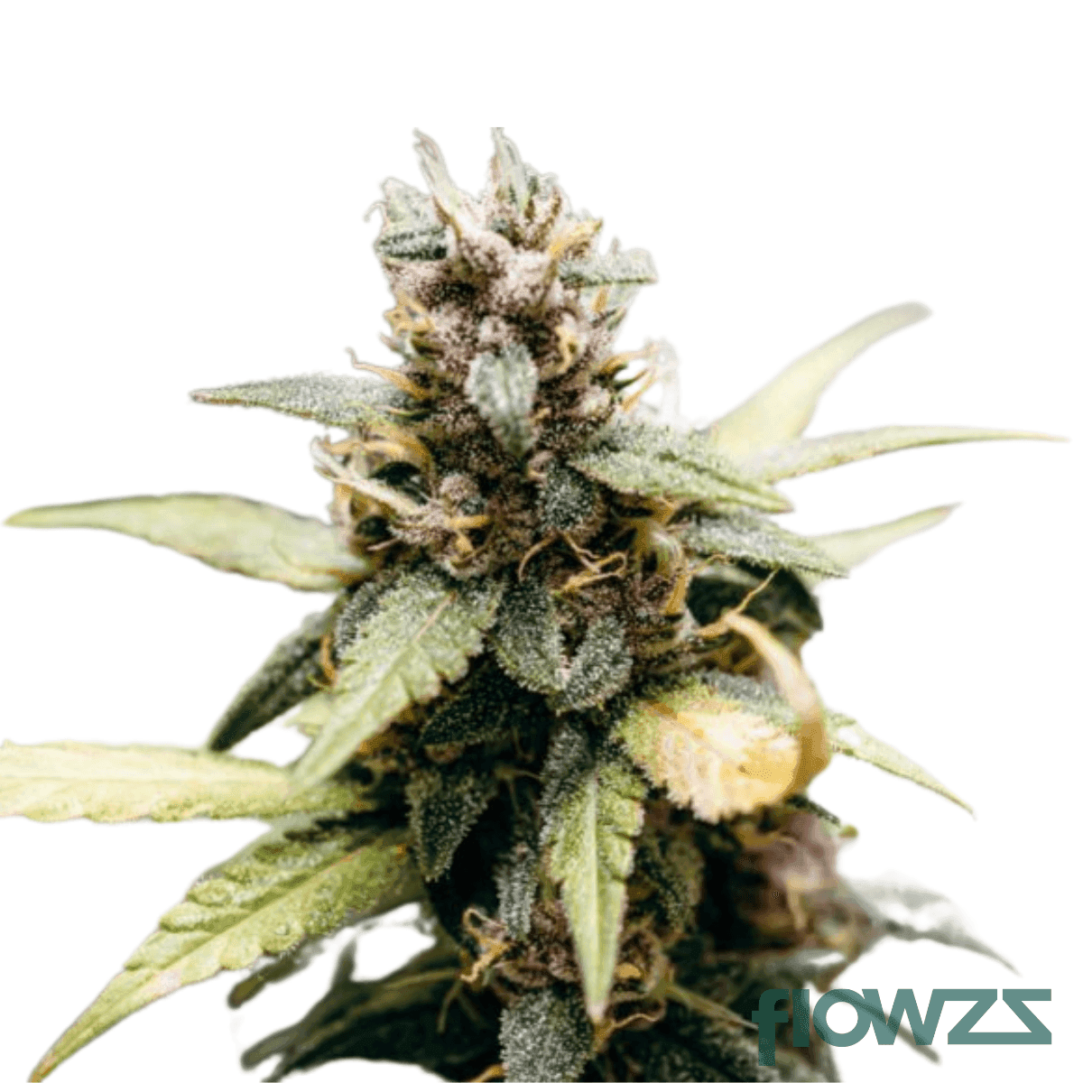 runtz-og-cannabis-strain