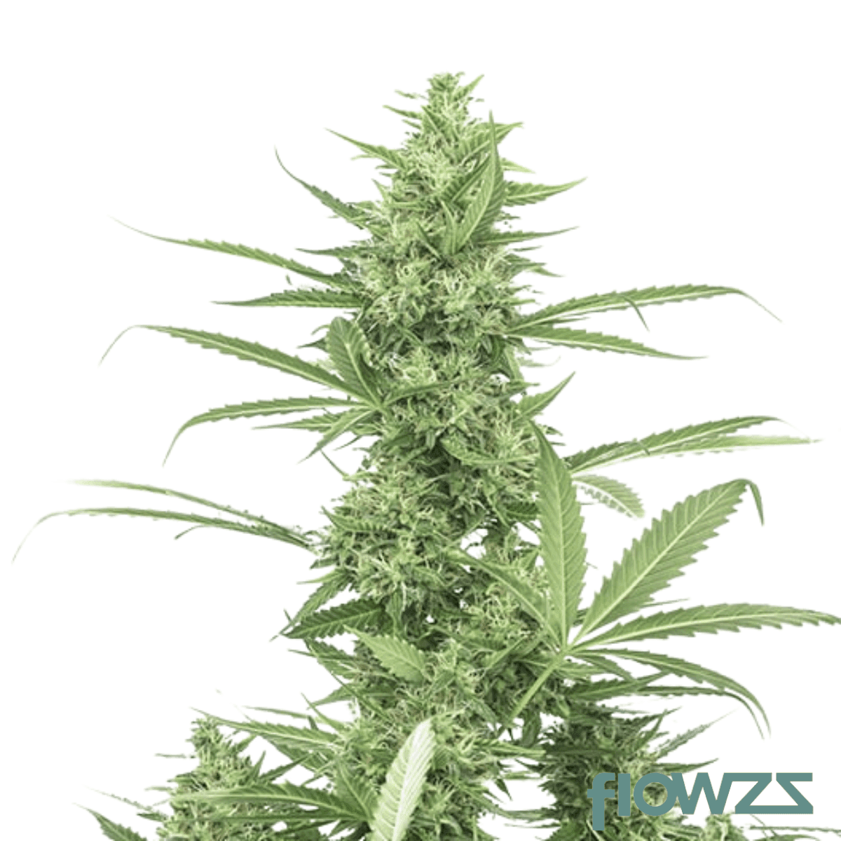 8 Ball Kush Cannabis Strain - flowzz.com Preisvergleich