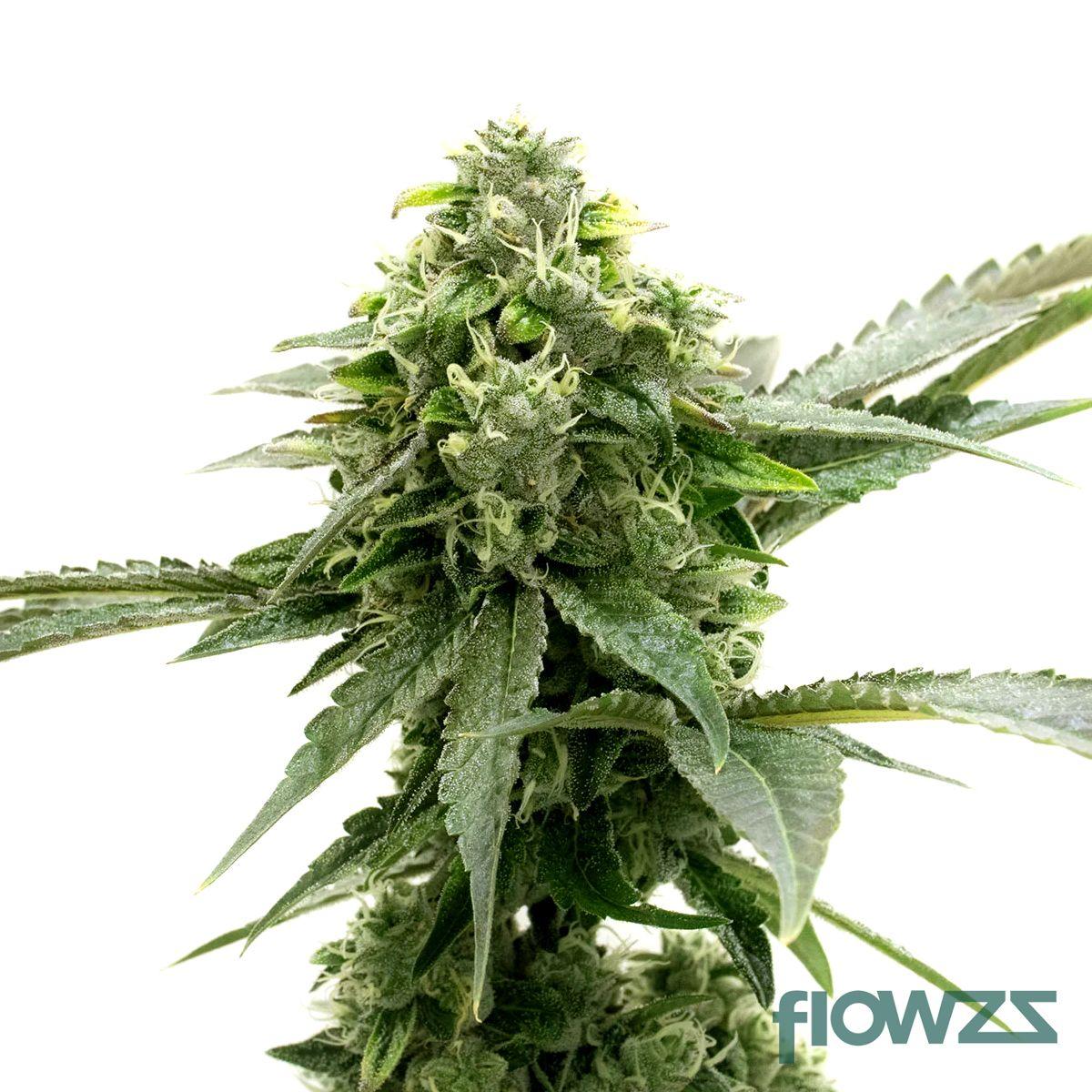 Critical Kush Cannabis Strain - flowzz.com Preisvergleich