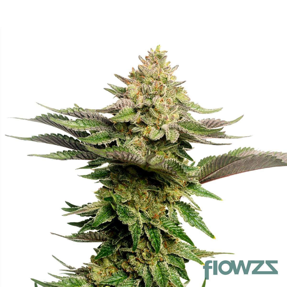 Strawberry Glue Cannabis Strain - flowzz.com Preisvergleich