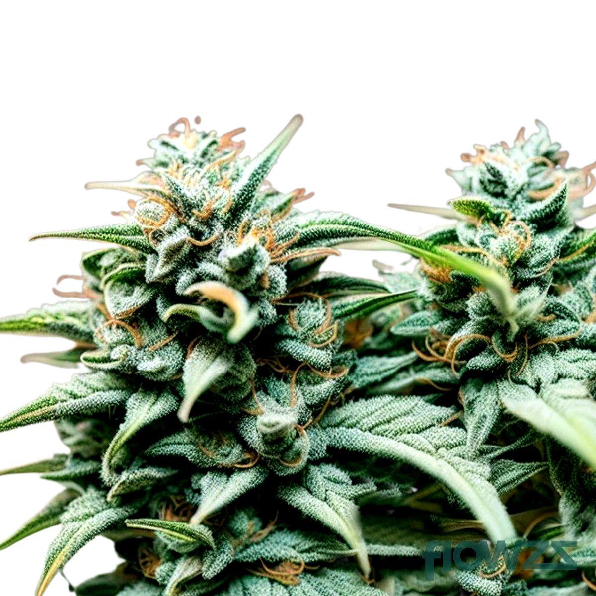 Sour Kush Cannabis Strain - flowzz.com Preisvergleich