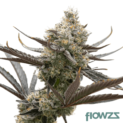 oreoz-cannabis-strain