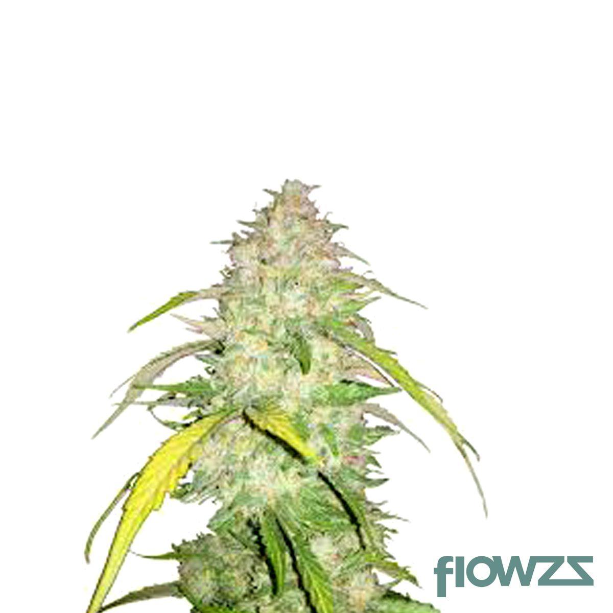 Great Bear Cannabis Strain - flowzz.com Preisvergleich