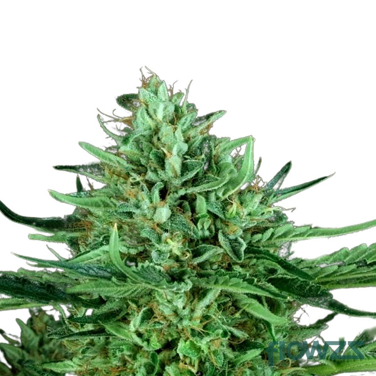 Cold Creek Kush Cannabis Strain - flowzz.com Preisvergleich