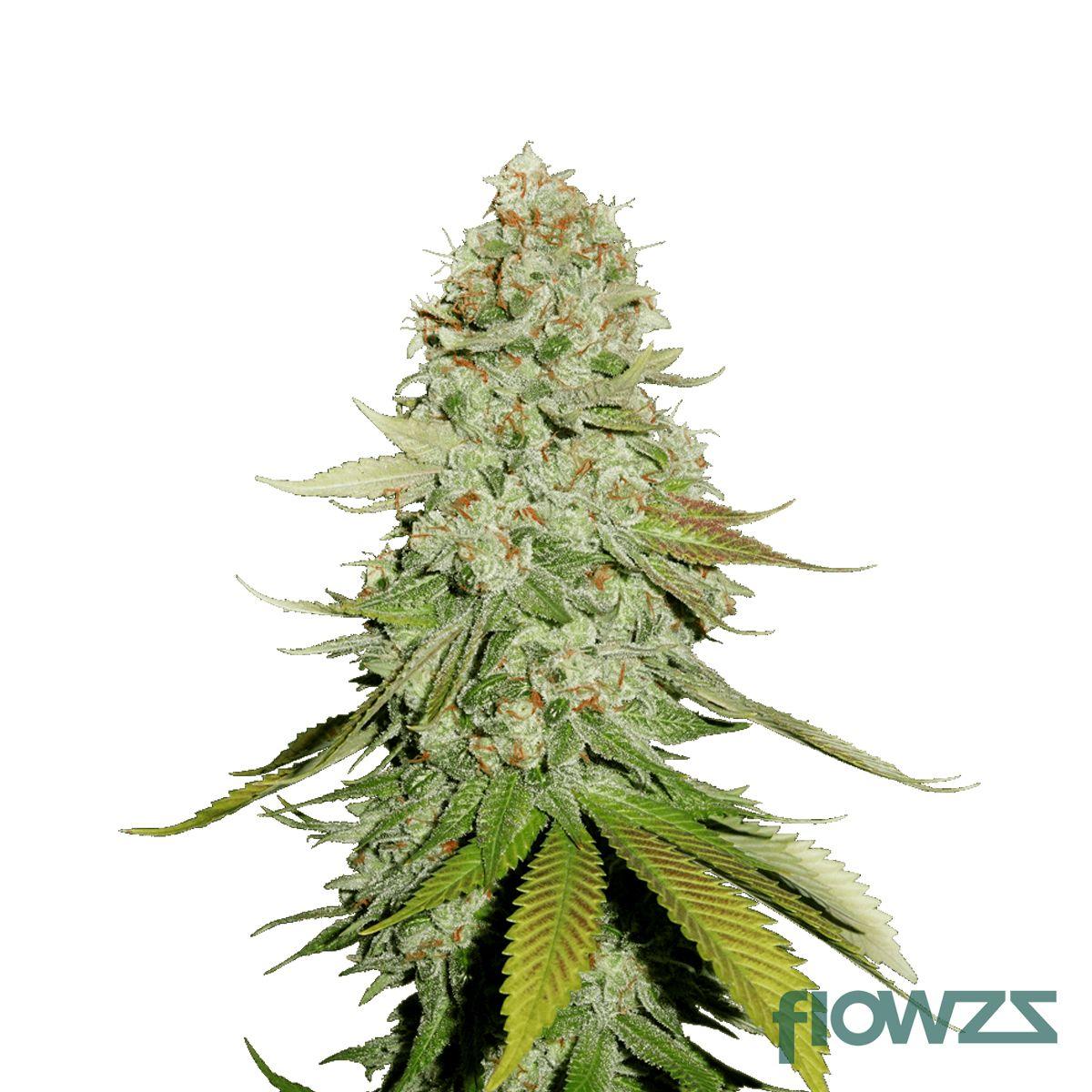 Gorilla Glue GG4 Cannabis Strain - flowzz.com Preisvergleich