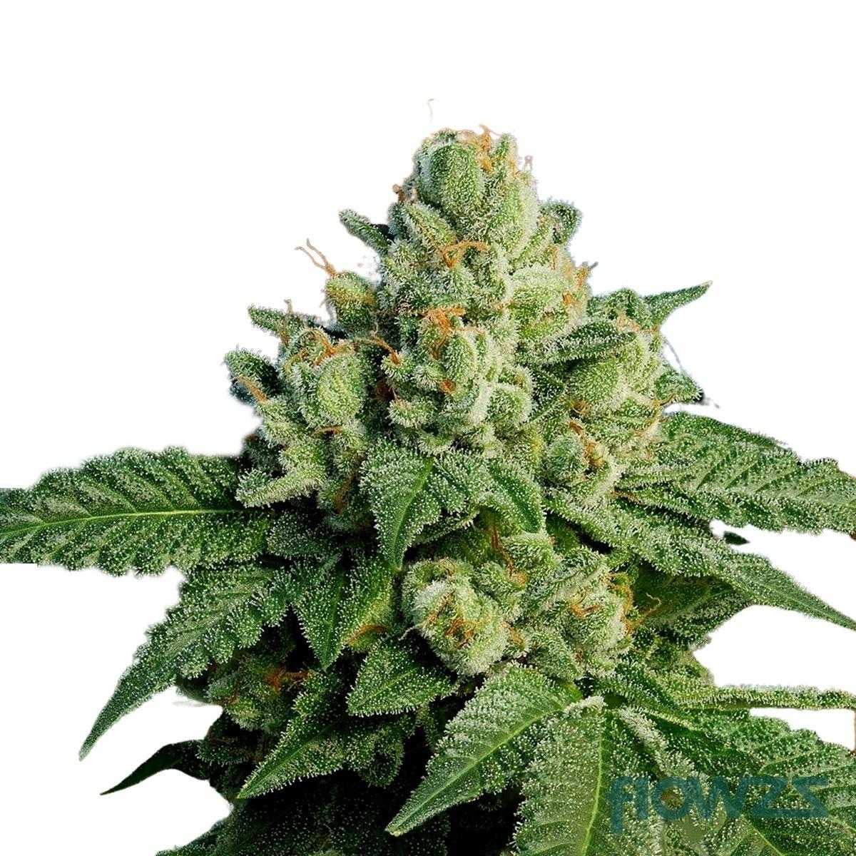 Black Triangle Cannabis Strain - flowzz.com Preisvergleich