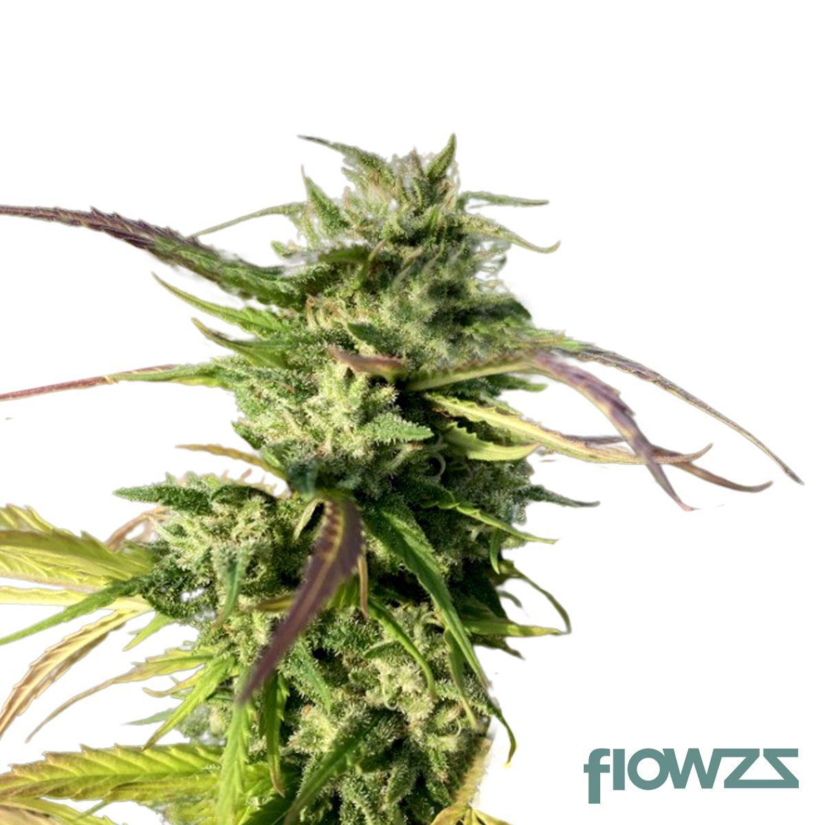 Royal Gorilla Cannabis Strain - flowzz.com Preisvergleich