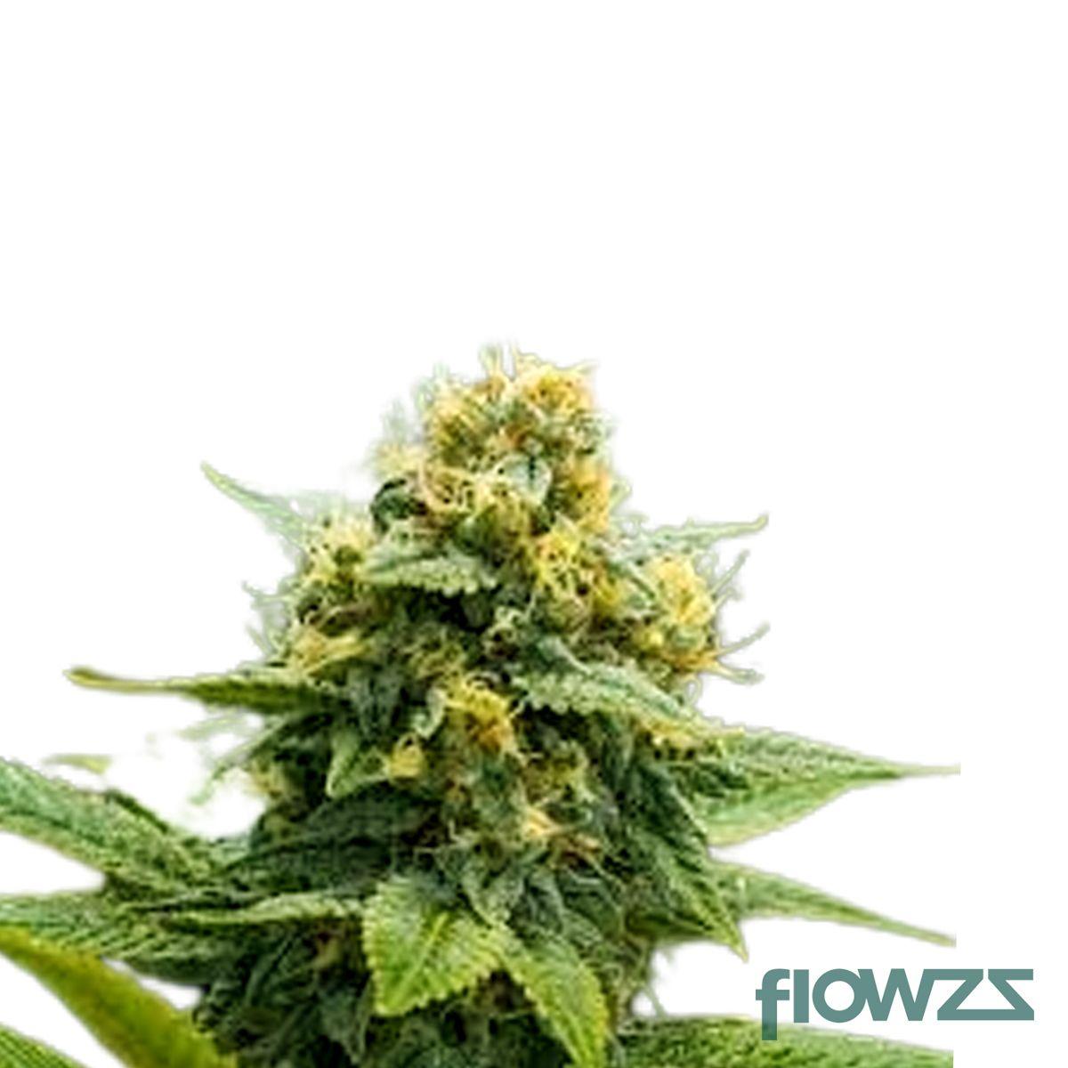 Arequipe Kush  Cannabis Strain - flowzz.com Preisvergleich