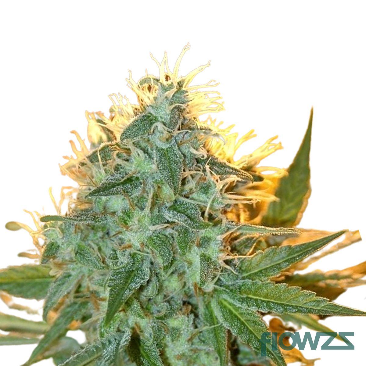Bienville Cannabis Strain - flowzz.com Preisvergleich