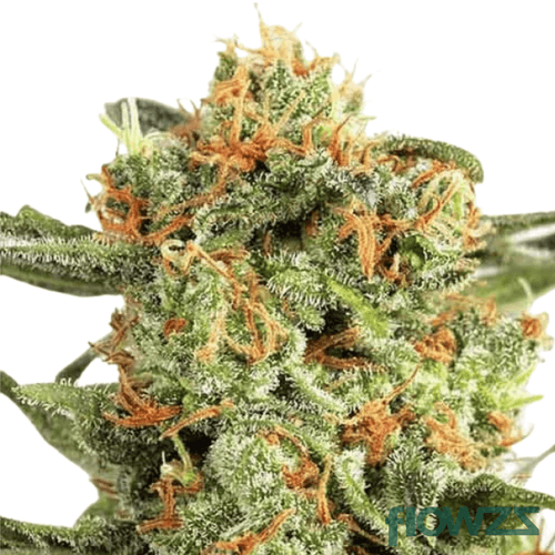 Orange-hill-cannabis-strain