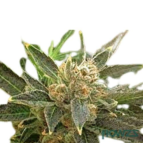 El Jefe Cannabis Strain - flowzz.com Preisvergleich
